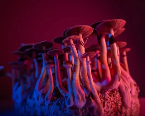 On Drugs by the Philosopher: A Philosophical Exploration into Consciousness Expanders